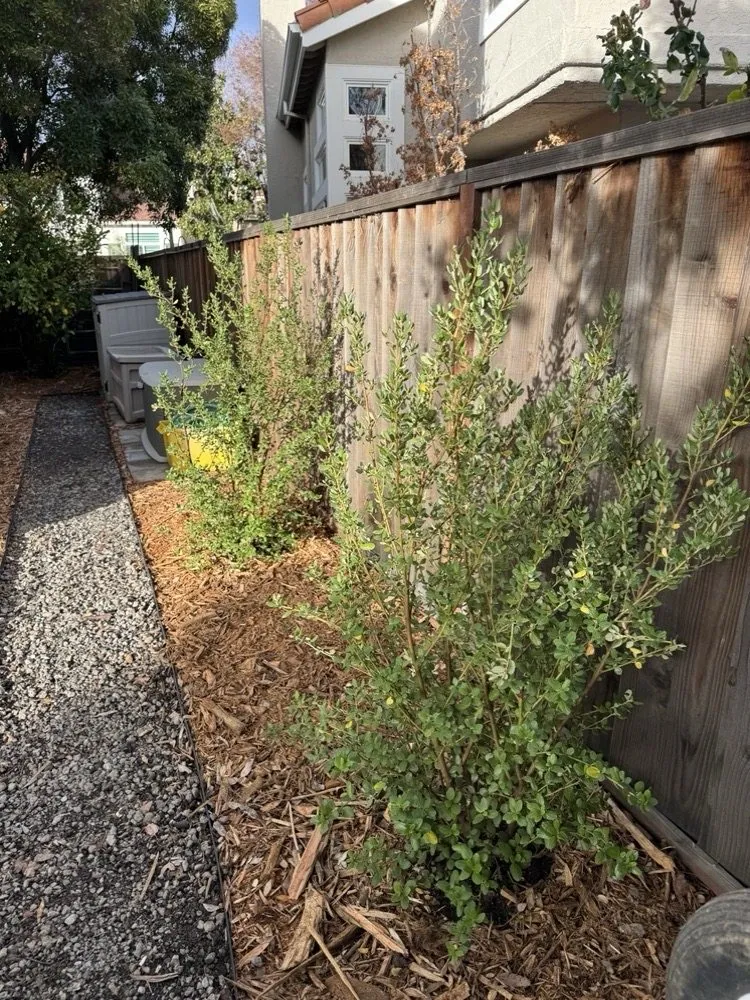 Custom yard cleanup service in San Jose, CA by California Nativescapes