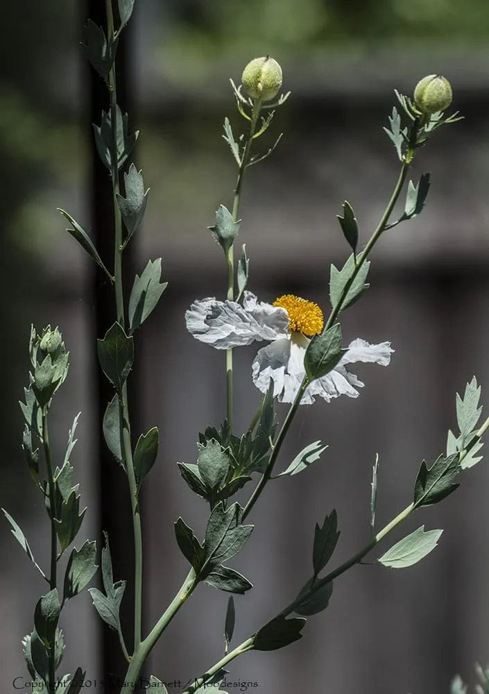 Expert lawn mowing service for outdoor upgrades across San Jose, CA - California Nativescapes