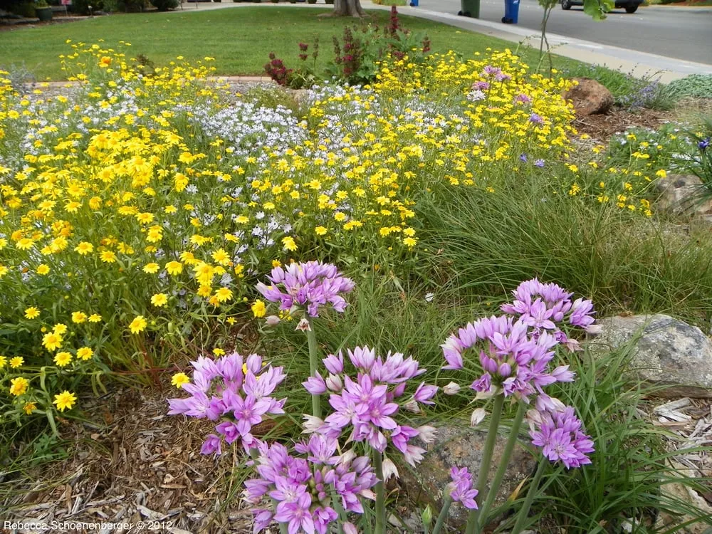 Local residential landscaping for homes across San Jose, CA - California Nativescapes