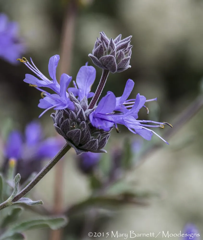 Top-rated landscape installation in San Jose, CA - California Nativescapes
