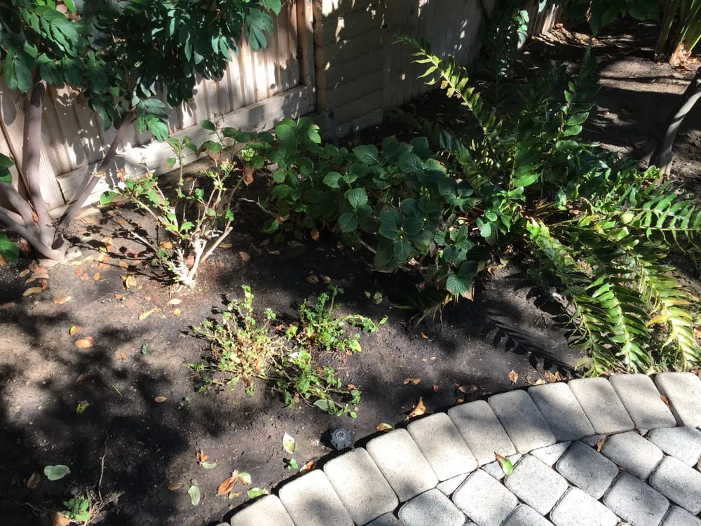 Affordable landscape installation experts serving Tustin, CA - California Rainforest Gardens