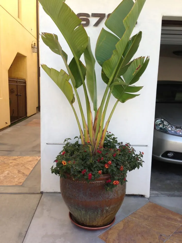 Professional outdoor landscaping near you across Tustin, CA - California Rainforest Gardens