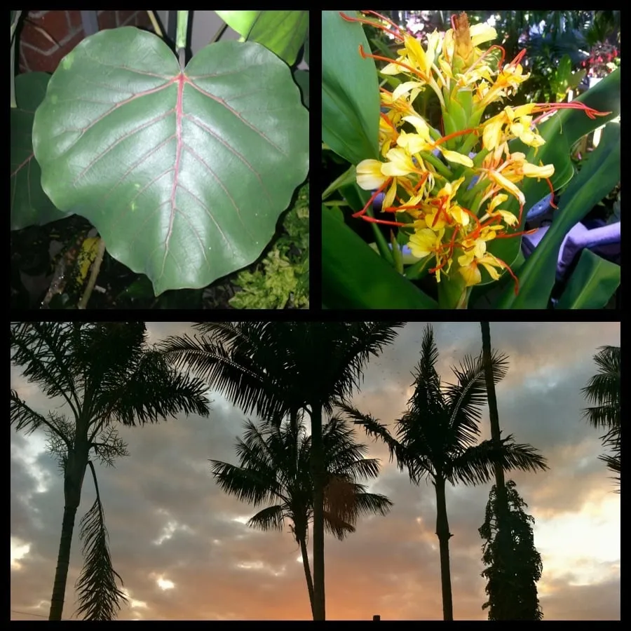 Reliable lawn mowing service for year-round maintenance across Tustin, CA - California Rainforest Gardens