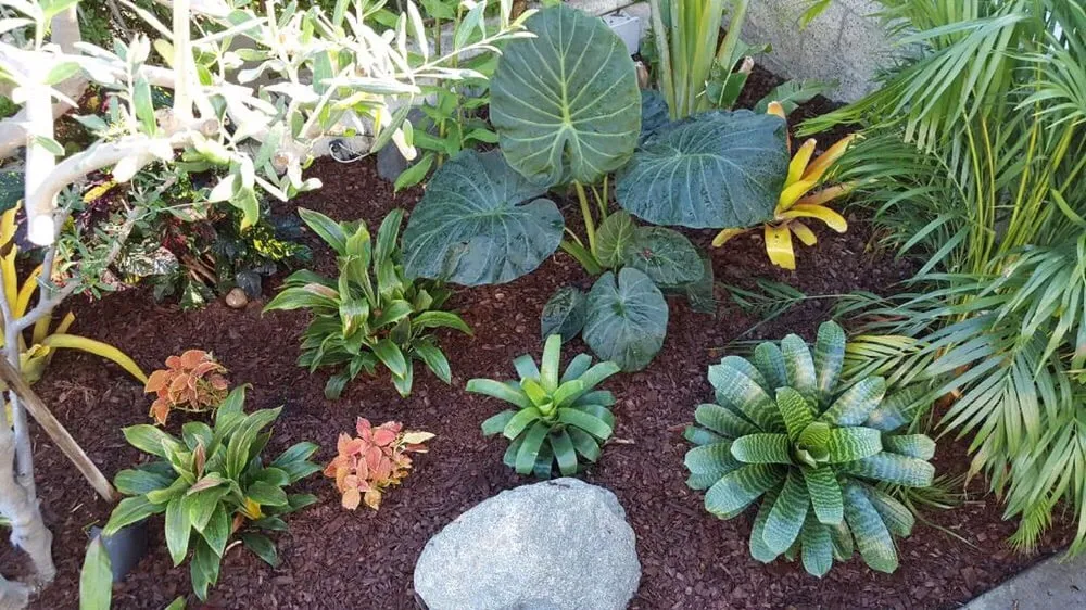 Top-rated lawn care service in Tustin, CA - California Rainforest Gardens