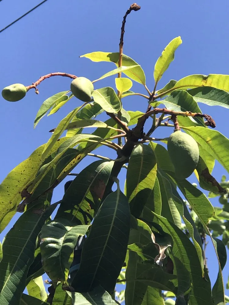 Local lawn care service with custom design in Tustin, CA by California Rainforest Gardens