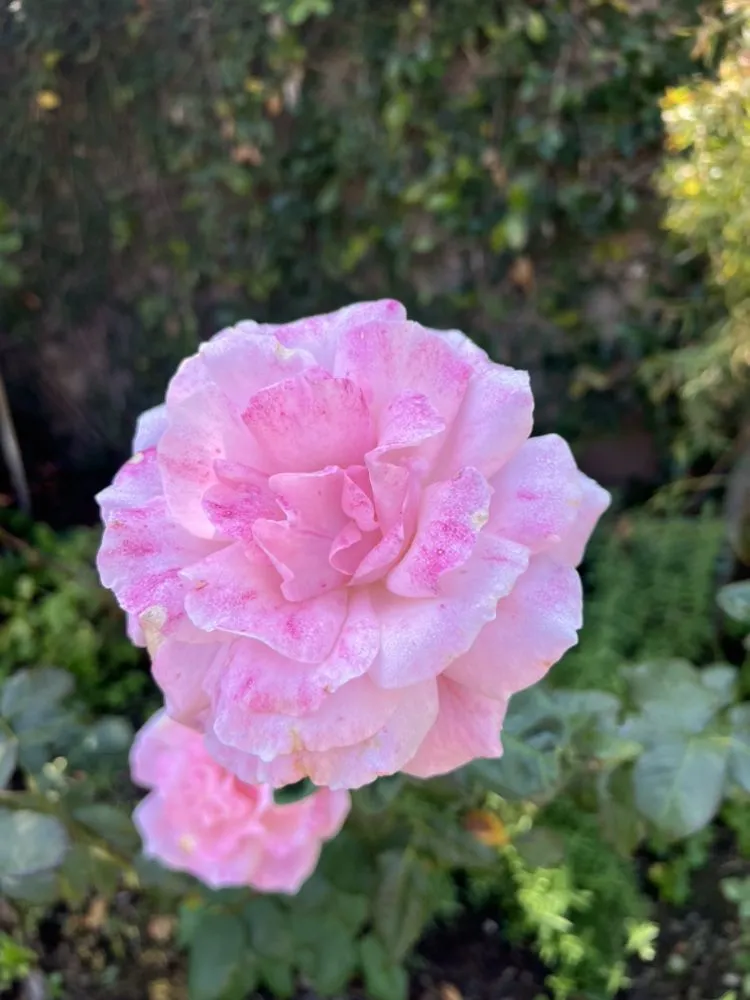 Affordable lawn mowing service for homes across Tustin, CA - California Rainforest Gardens