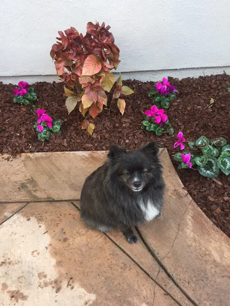 Local garden landscaping with custom design across Tustin, CA - California Rainforest Gardens