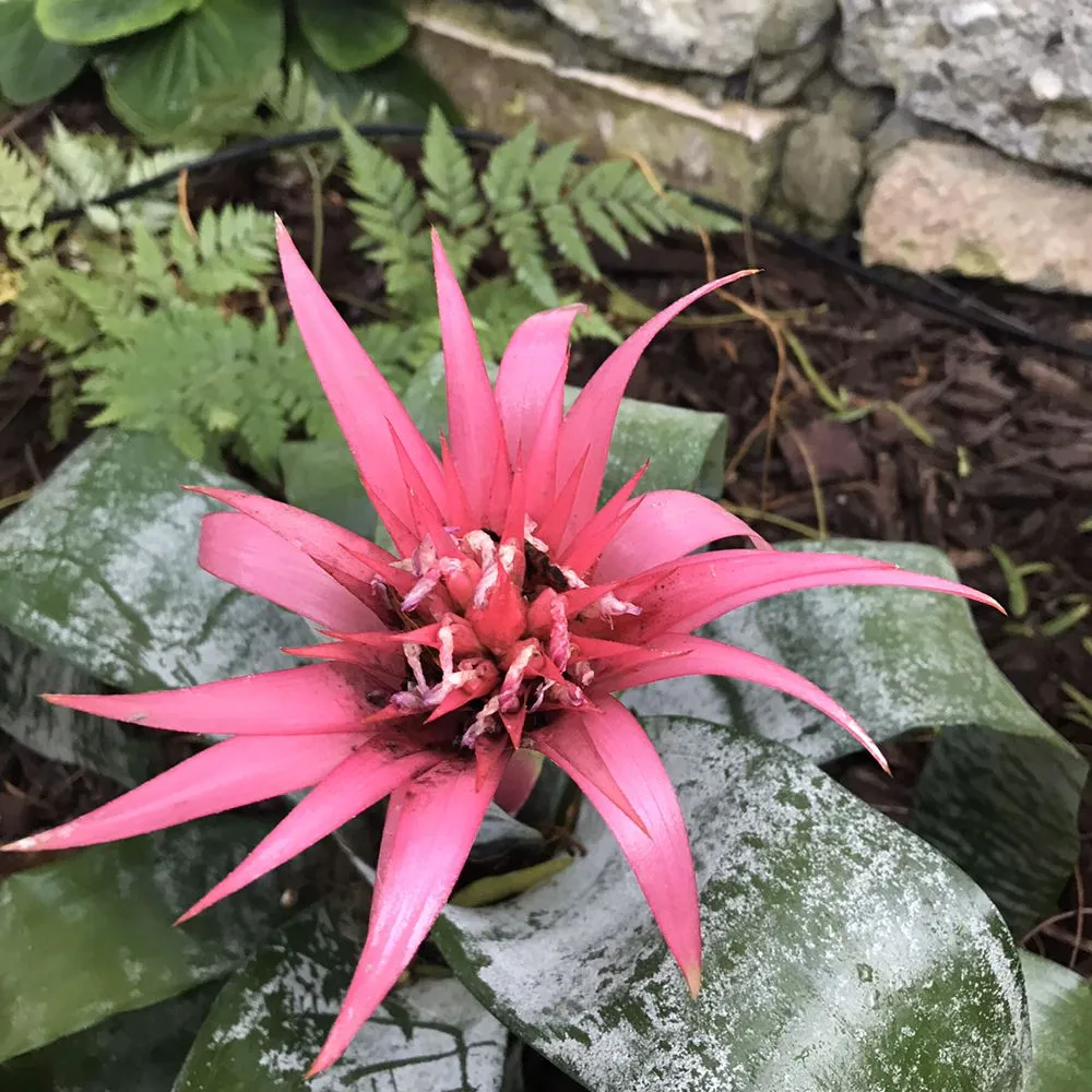 Trusted residential landscaping near you across Tustin, CA - California Rainforest Gardens