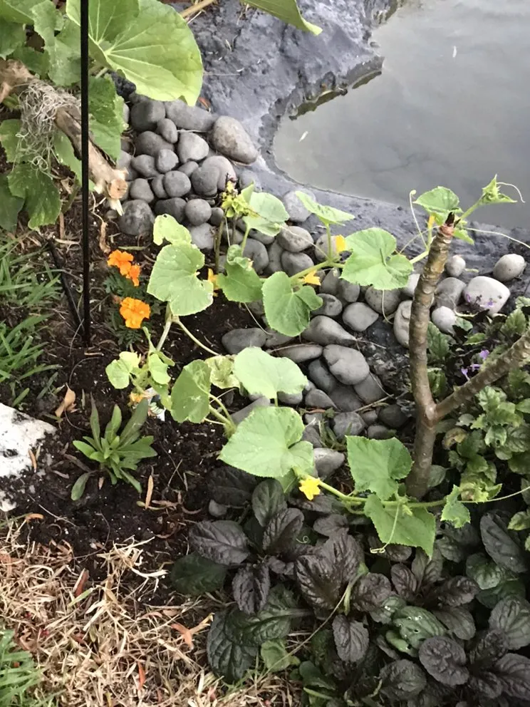 Reliable landscape design in Tustin, CA - California Rainforest Gardens