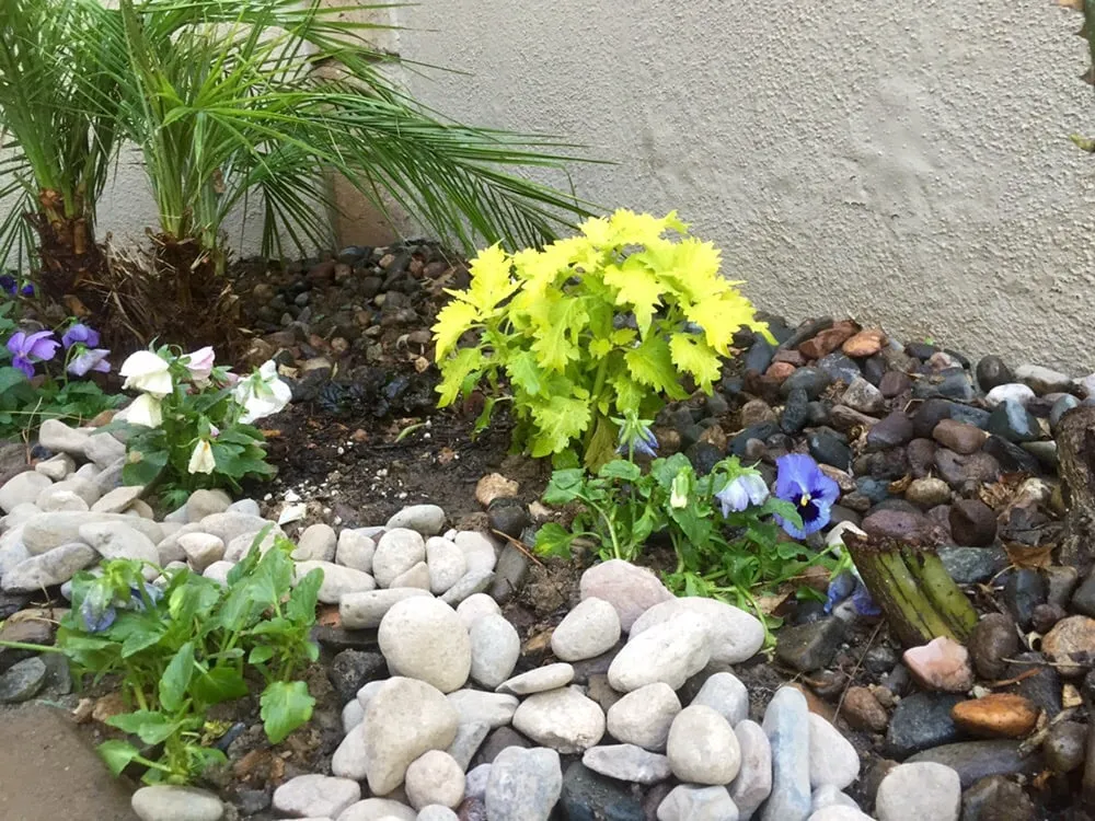 Trusted landscape design in Tustin, CA - California Rainforest Gardens