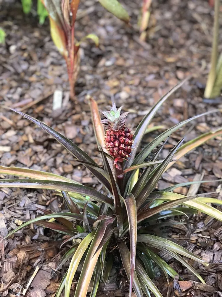 Trusted outdoor landscaping in Tustin, CA - California Rainforest Gardens