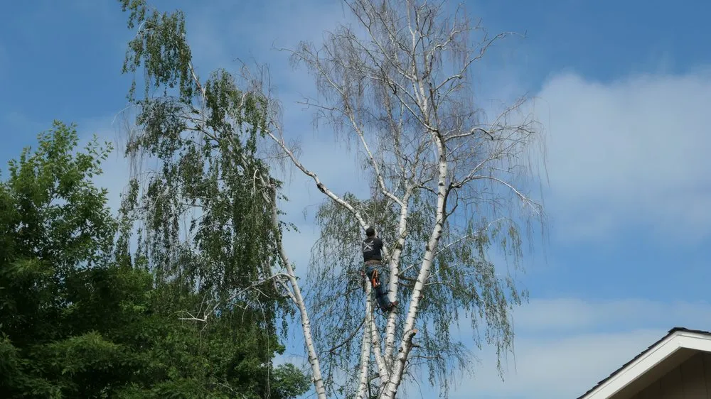 Affordable landscape design in Sacramento, CA - California Tree Experts