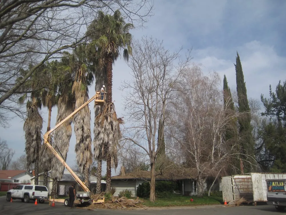 Local outdoor landscaping in Sacramento, CA - California Tree Experts