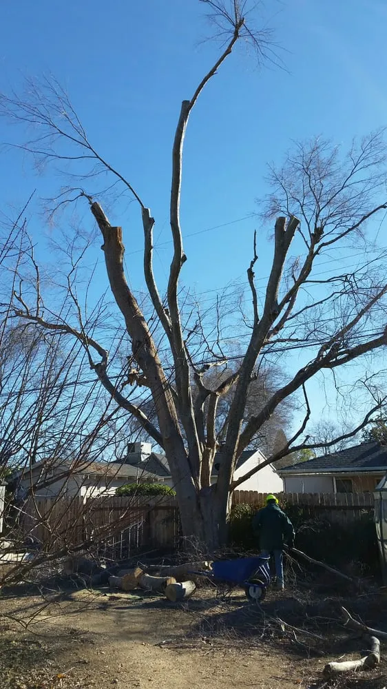 Custom landscape installation experts serving Sacramento, CA - California Tree Experts