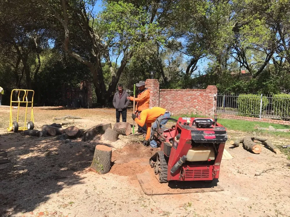 Reliable yard cleanup service experts serving Sacramento, CA - California Tree Experts