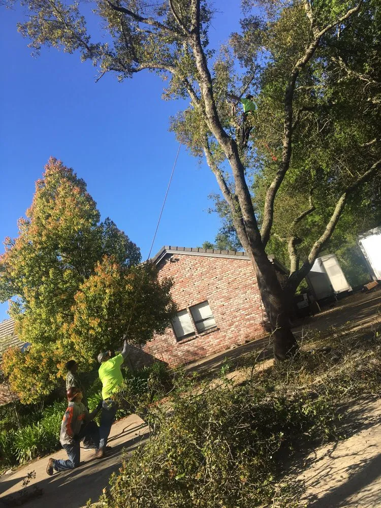 Reliable landscape installation for beautiful yards in Sacramento, CA by California Tree Experts