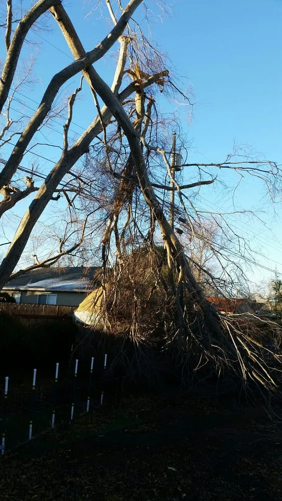 Top-rated yard maintenance for year-round maintenance in Sacramento, CA by California Tree Experts