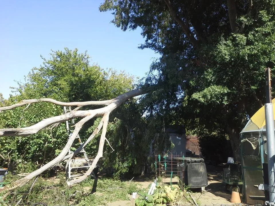 Expert lawn mowing service in Sacramento, CA by California Tree Experts