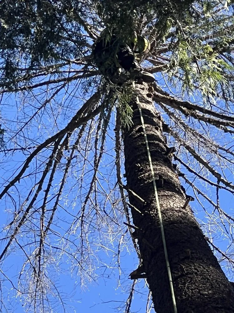 Custom lawn care service in Sacramento, CA by California Tree Experts