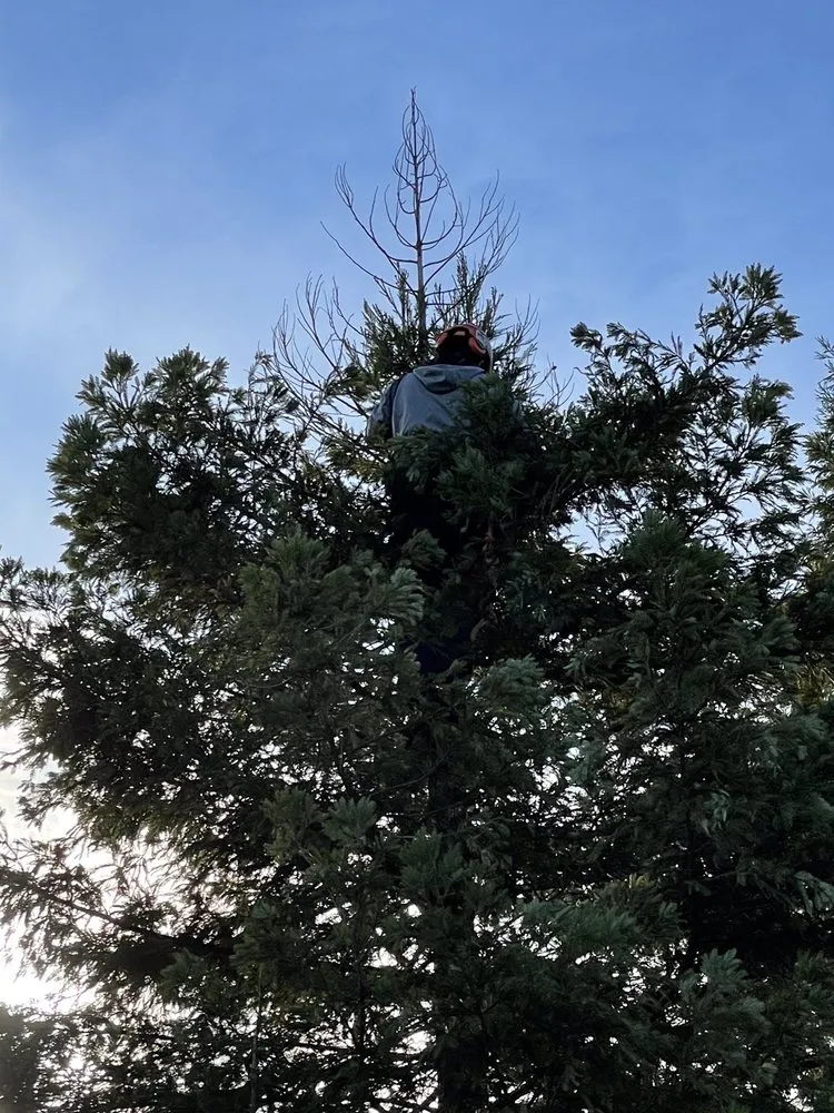 Professional landscape installation for year-round maintenance across Sacramento, CA - California Tree Experts