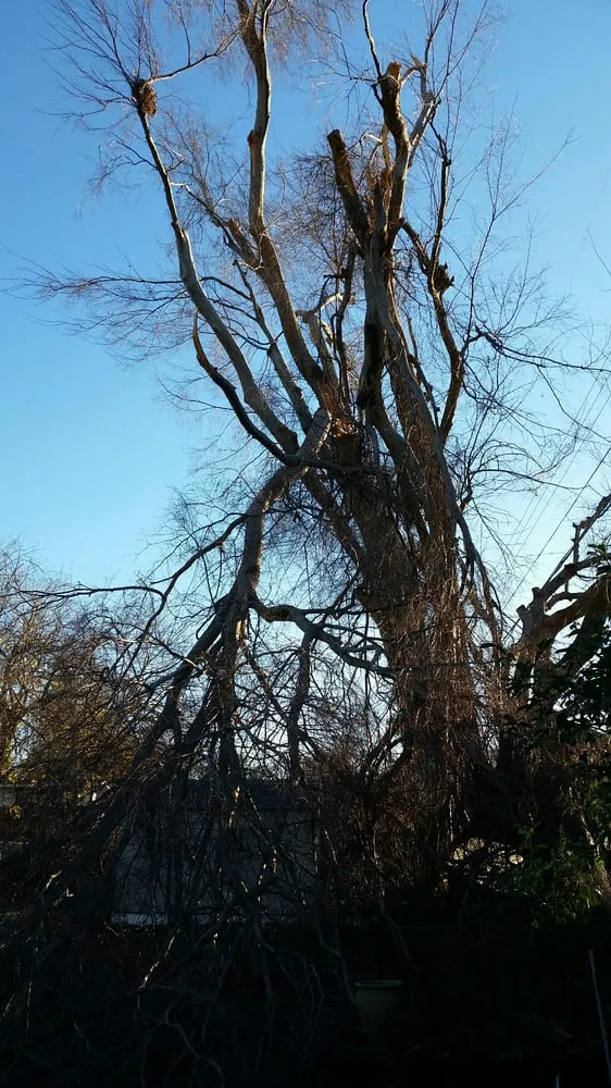 Top-rated landscape installation in Sacramento, CA by California Tree Experts