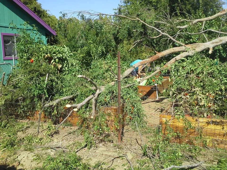 Custom lawn care service for outdoor upgrades in Sacramento, CA by California Tree Experts