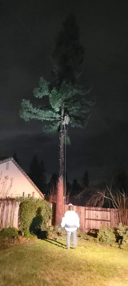 Trusted landscaping services with custom design across Sacramento, CA - California Tree Experts