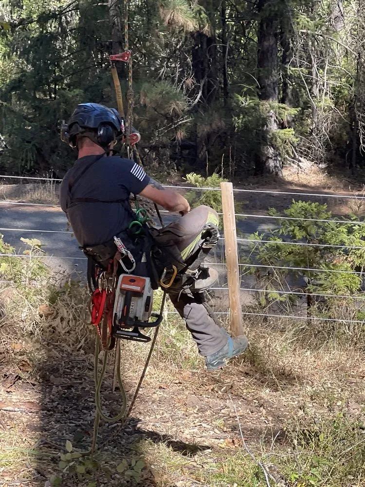 Custom residential landscaping in Sacramento, CA - California Tree Experts