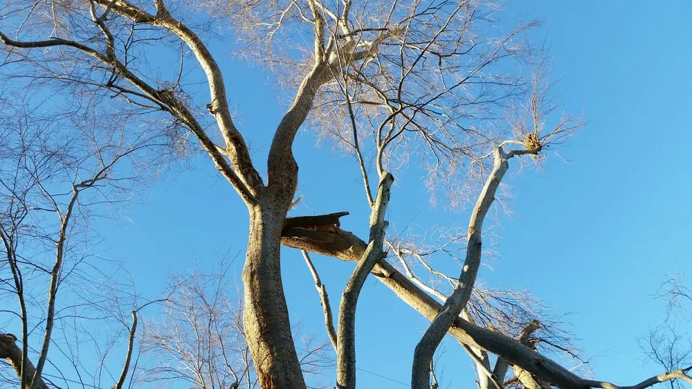 Reliable landscape design near you in Sacramento, CA by California Tree Experts