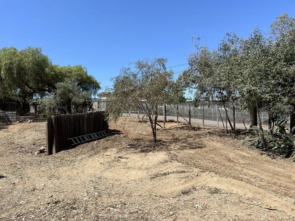 Trusted yard cleanup service for residential properties in San Marcos, CA by California Tree Service