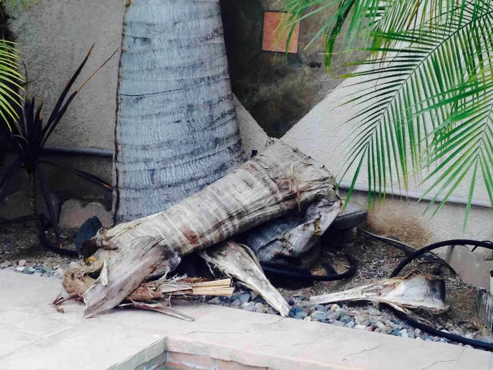 Custom lawn care service experts serving San Marcos, CA - California Tree Service