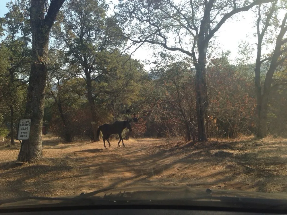 Reliable lawn mowing service for year-round maintenance across San Marcos, CA - California Tree Service