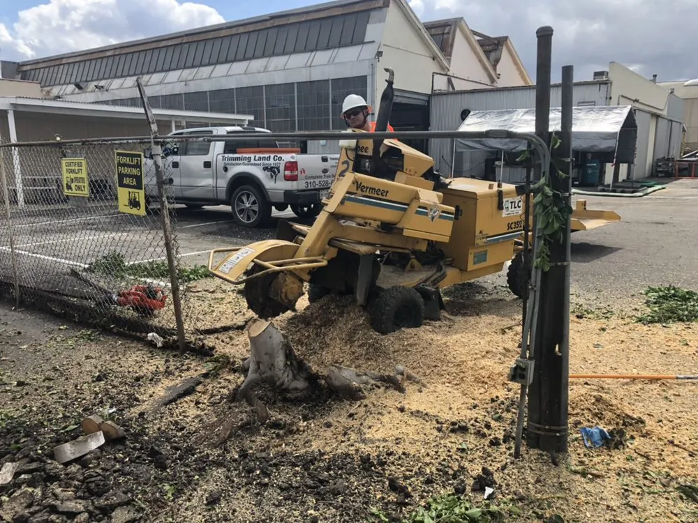 Professional landscape design for homes in Hawthorne, CA by California Tree specialists