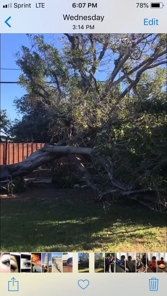 Affordable residential landscaping in Hawthorne, CA - California Tree specialists