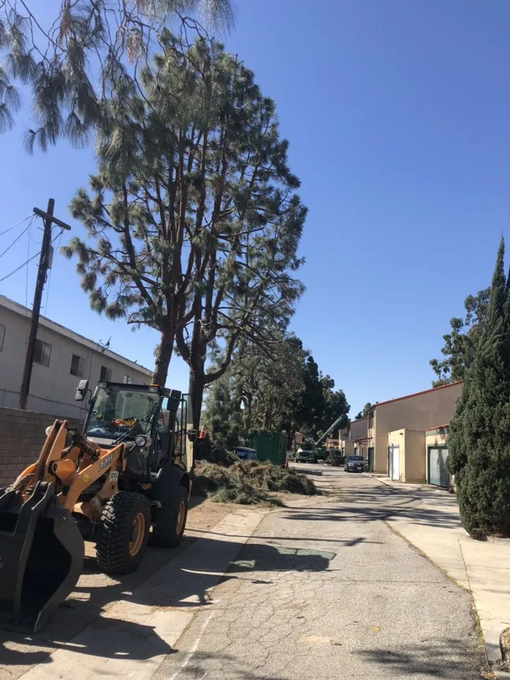 Local landscape installation experts serving Hawthorne, CA - California Tree specialists