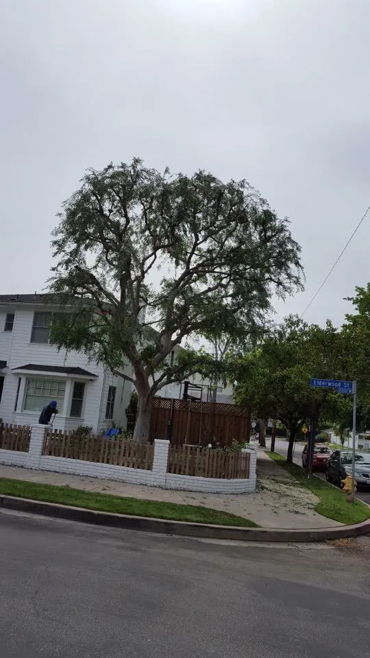 Trusted landscaping services for homes across Hawthorne, CA - California Tree specialists