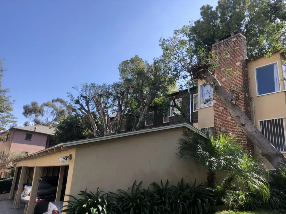 Professional landscape installation for residential properties across Hawthorne, CA - California Tree specialists