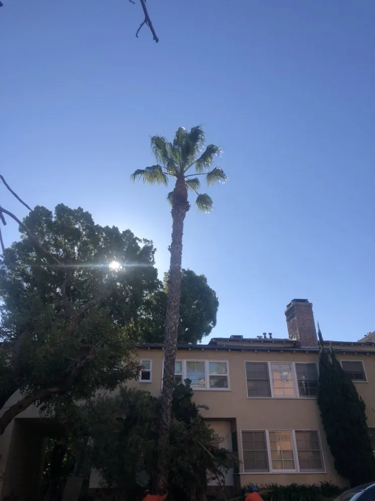 Local residential landscaping in Hawthorne, CA - California Tree specialists