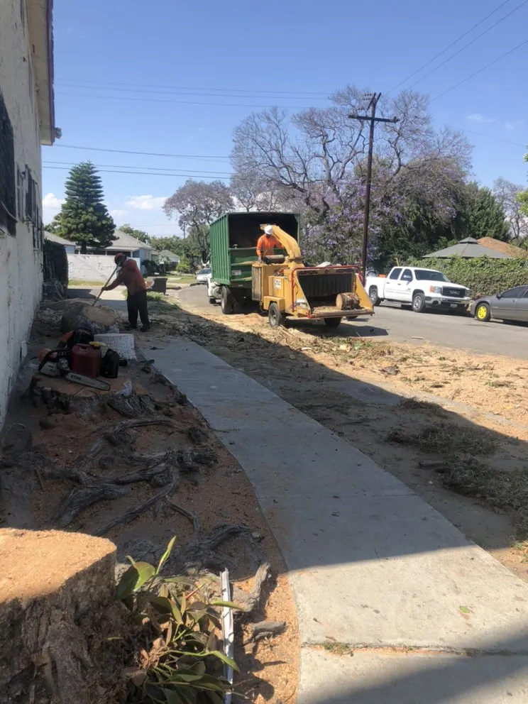 Top-rated yard cleanup service for outdoor upgrades across Hawthorne, CA - California Tree specialists