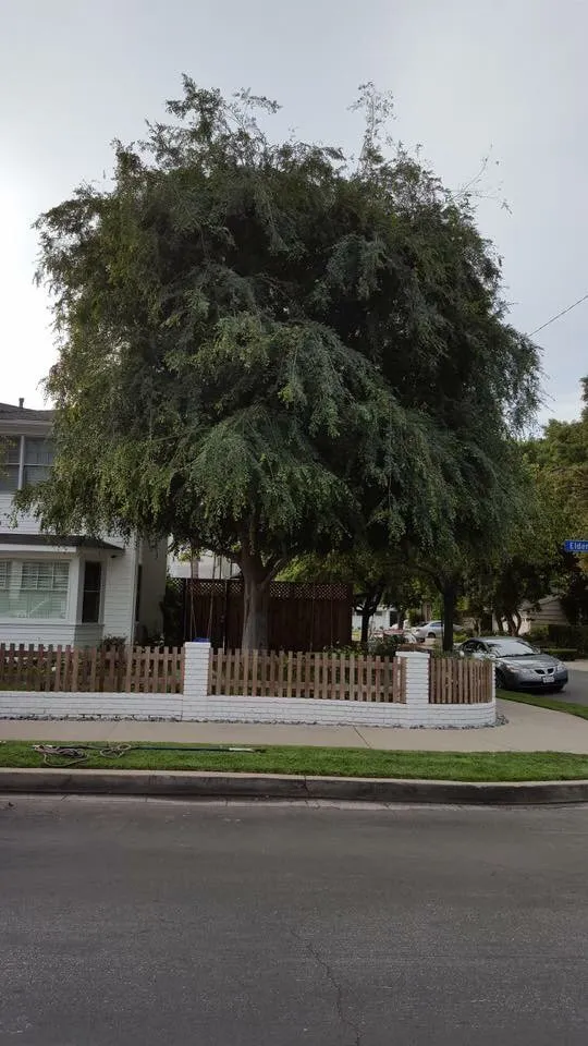 Professional lawn care service for year-round maintenance across Hawthorne, CA - California Tree specialists