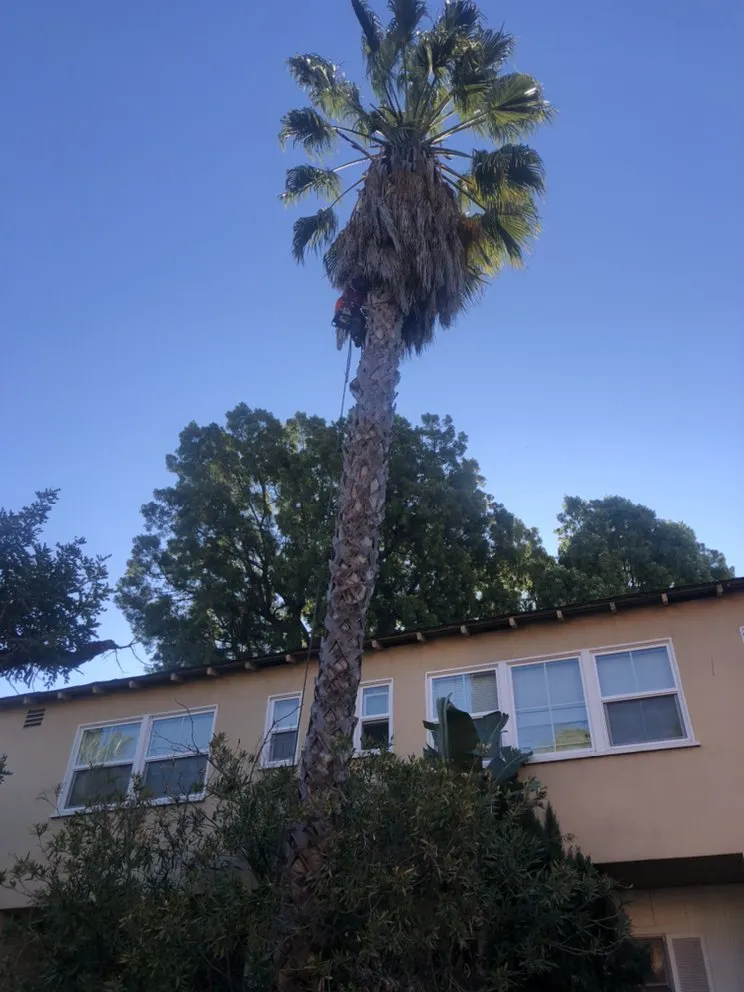 Expert garden landscaping in Hawthorne, CA - California Tree specialists