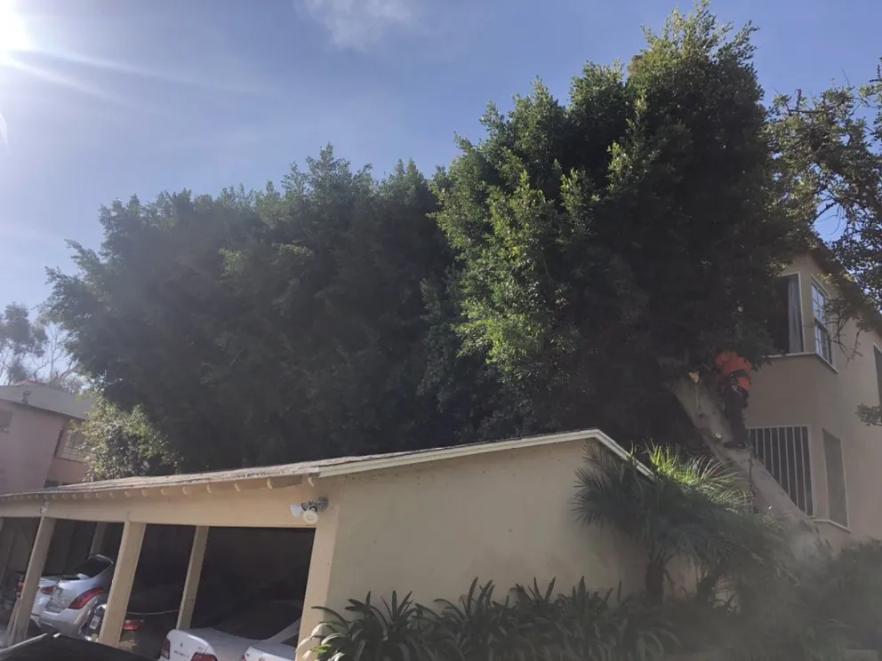 Top-rated landscape installation with custom design across Hawthorne, CA - California Tree specialists