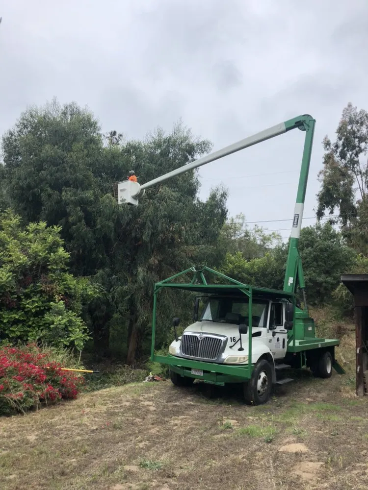 Trusted yard maintenance in Hawthorne, CA by California Tree specialists