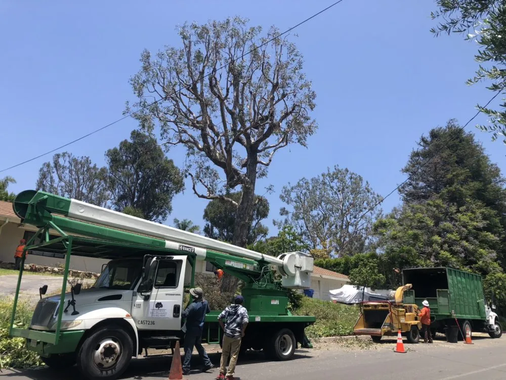 Reliable landscaping services experts serving Hawthorne, CA - California Tree specialists