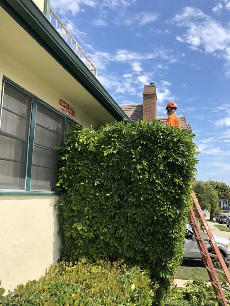 Top-rated residential landscaping in Hawthorne, CA - California Tree specialists