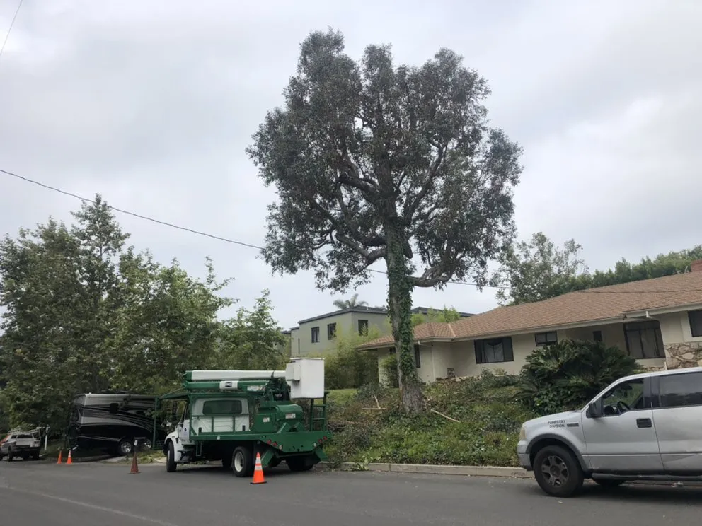 Trusted garden landscaping in Hawthorne, CA - California Tree specialists