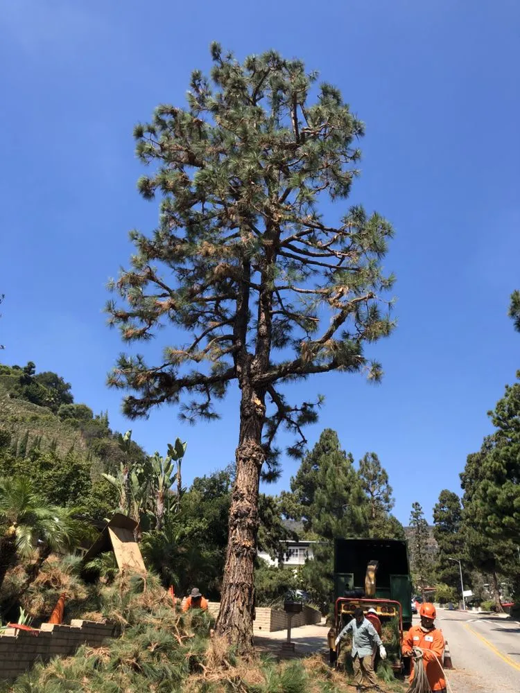 Reliable landscaping services for homes in Hawthorne, CA by California Tree specialists