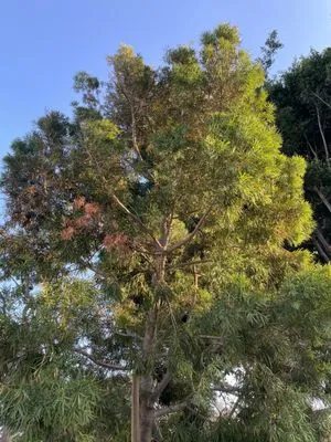 California Tree specialists Logo