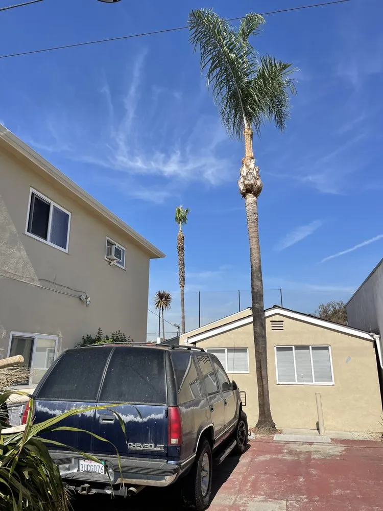 Affordable landscaping services in Los Angeles, CA - California Tree Surgeon