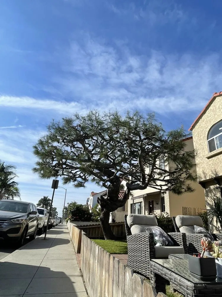 Expert residential landscaping in Los Angeles, CA by California Tree Surgeon